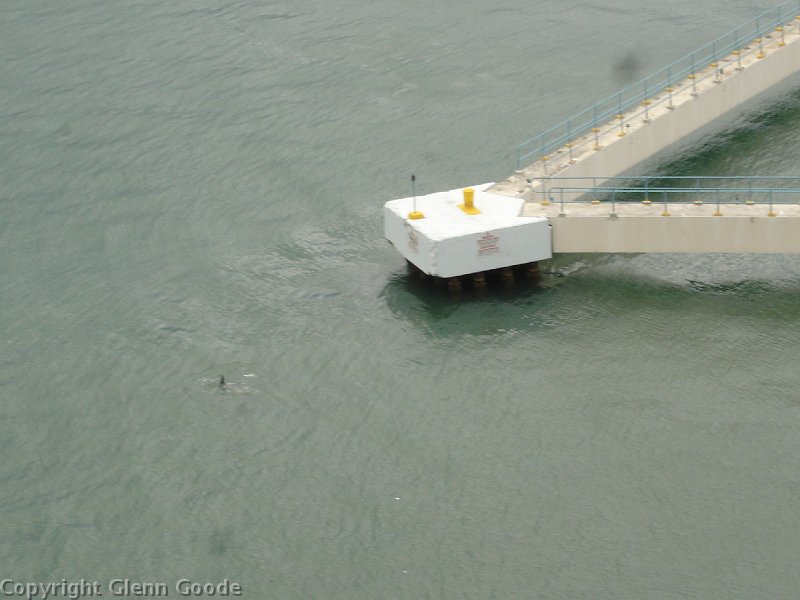 Freedom Cruise 1 2-24-08 050